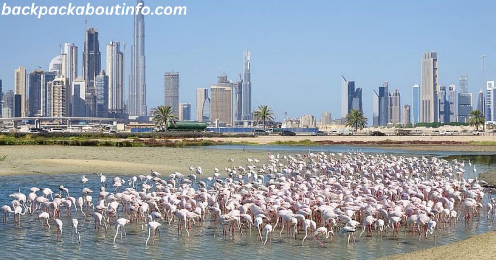  Flamingos at Ras Al Khor